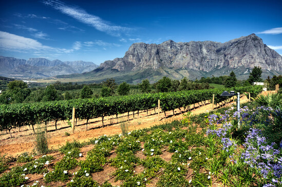 View across vineyards of Stellenbosch district South Africa
